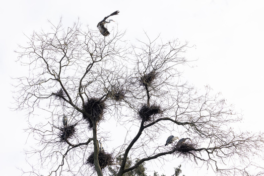 View of grey herons nesting in the bare branches of a tall tree with one bird landing against an overcast sky in Mulhouse Grand Est France.