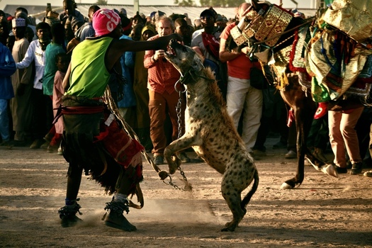 Zaria city Nigeria 21 March 2026 View of a vibrant performer in green engaging a powerful spotted hyena on dusty ground watched by a curious crowd. Zaria city Nigeria 21 March 2026 View of a vibrant performer in green engaging a powerful spotted hyena on dusty ground watched by a curious crowd.