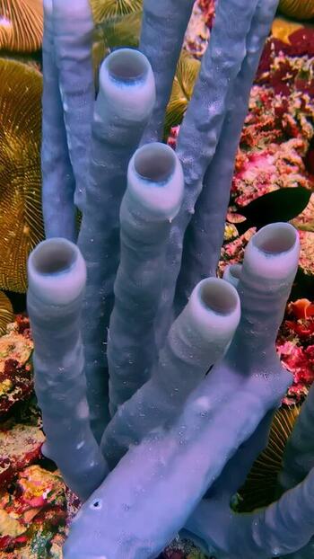 View of blue tube sponges in a coral reef Indonesia. View of blue tube sponges in a coral reef Indonesia.