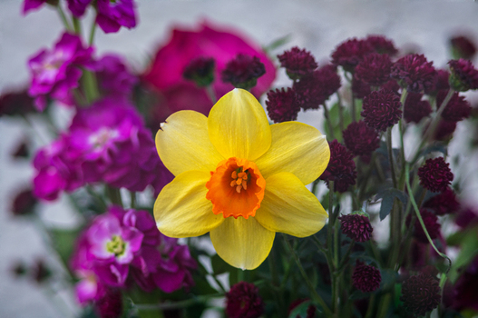 View of a vibrant yellow daffodil with an orange trumpet center surrounded by purple stock flowers and dark purple chrysanthemums in Looe Cornwall United Kingdom. View of a vibrant yellow daffodil with an orange trumpet center surrounded by purple stock flowers and dark purple chrysanthemums in Looe Cornwall United Kingdom.