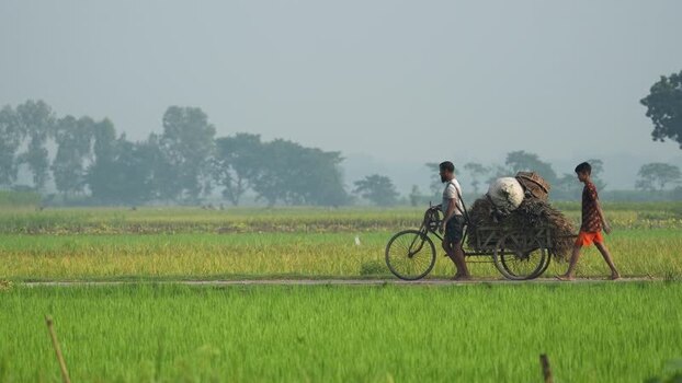 View of people walking with a loaded cart through rice fields Bangladesh.