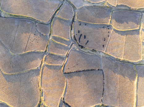Aerial view of terraced agricultural fields in the Andes mountains showing intricate patterns of soil and stone walls illuminated by golden hour light in Cabanaconde Arequipa Peru. Aerial view of terraced agricultural fields in the Andes mountains showing intricate patterns of soil and stone walls illuminated by golden hour light in Cabanaconde Arequipa Peru.