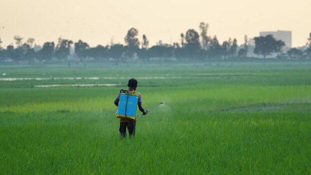 View of a farmer spraying pesticides in a rice field Bangladesh. View of a farmer spraying pesticides in a rice field Bangladesh.