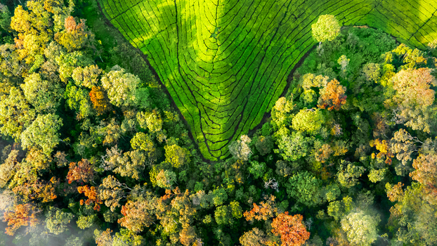 Aerial view of the vibrant green tea plantations at Wonosari Agro Tourism surrounded by lush colorful forest trees in Kecamatan Singosari Jawa Timur Indonesia. Aerial view of the vibrant green tea plantations at Wonosari Agro Tourism surrounded by lush colorful forest trees in Kecamatan Singosari Jawa Timur Indonesia.