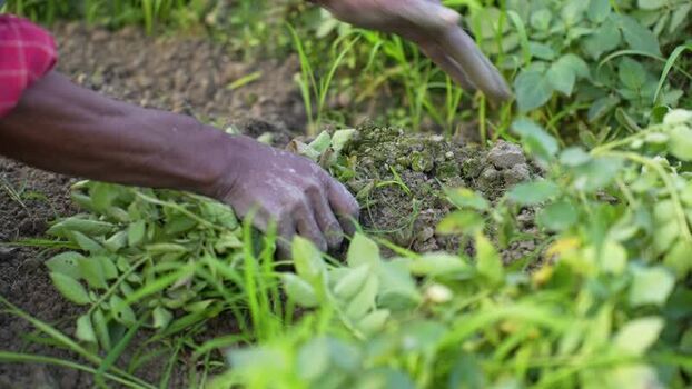 View of a farmer s hands working in the soil Bangladesh. View of a farmer s hands working in the soil Bangladesh.