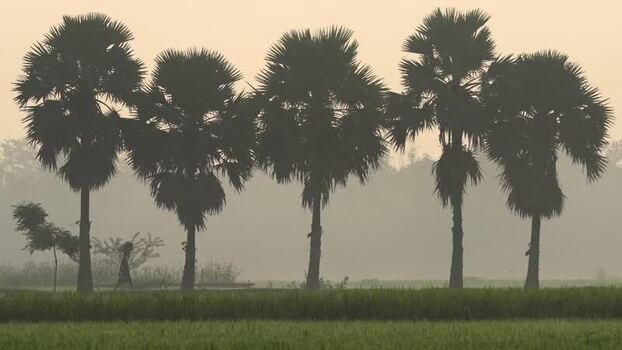 View of palm trees silhouetted against a hazy morning sky Bangladesh.