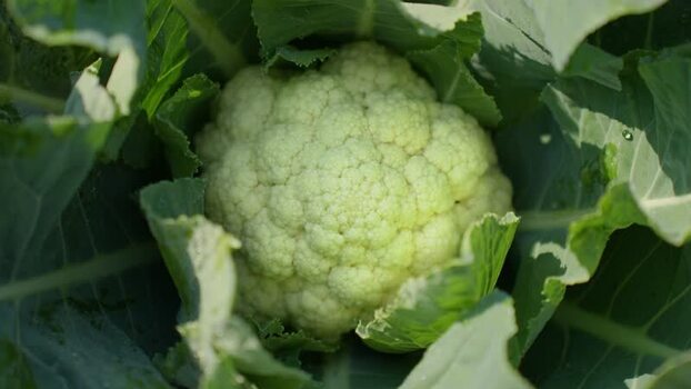 View of a fresh cauliflower growing in a field Bangladesh.