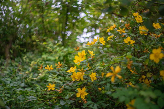 View of vibrant yellow flowers blooming in a lush green thicket in the countryside of Looe Cornwall United Kingdom. View of vibrant yellow flowers blooming in a lush green thicket in the countryside of Looe Cornwall United Kingdom.