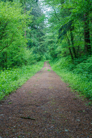 View of a dirt path winding through the lush green trees and ferns of Deer Park in the woodland in Looe Cornwall United Kingdom. View of a dirt path winding through the lush green trees and ferns of Deer Park in the woodland in Looe Cornwall United Kingdom.