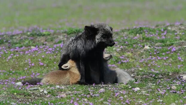 View of a black fox with kits on San Juan Island United States.