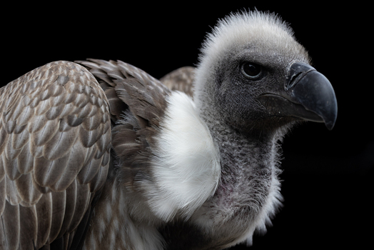 View of a vulture with a sharp black beak and white neck feathers against a dark background in Selestat Grand Est France.