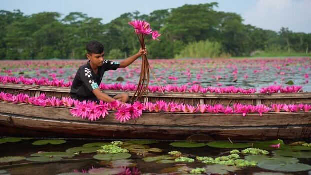 View of a man collecting pink water lilies in a boat Bangladesh. View of a man collecting pink water lilies in a boat Bangladesh.