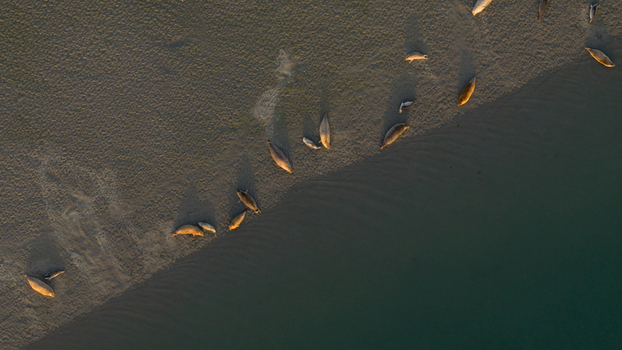 Aerial view of seals resting on the sandy Roggenplaat sandbank in Schouwen Duiveland Zeeland Netherlands.