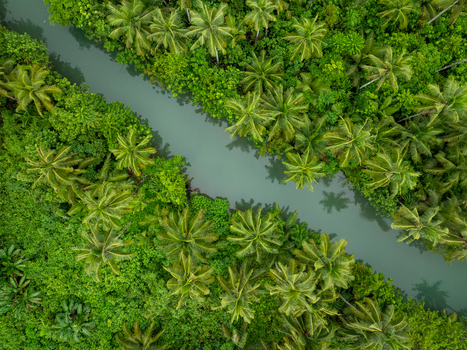 Aerial view of the Maasin River winding through a dense forest of lush green coconut palm trees in Siargao Philippines. Aerial view of the Maasin River winding through a dense forest of lush green coconut palm trees in Siargao Philippines.
