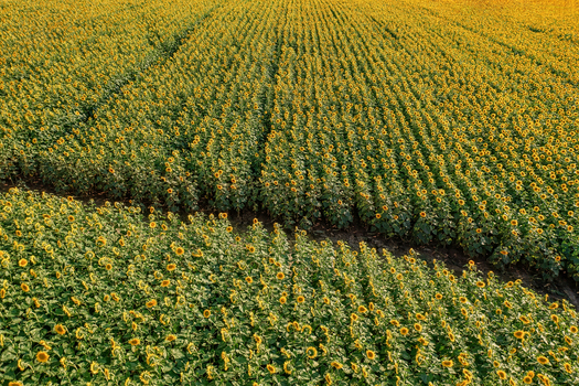 Aerial view of golden sunflowers stretch across the landscape in neat rows creating a sea of yellow and green Chyhyryns kyi district Cherkasy Oblast Ukraine.