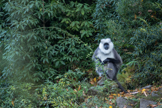 View of a Himalayan Gray Langur sitting on a rock surrounded by dense green foliage and lush bushes in the forest of Kashmir AJK Pakistan. View of a Himalayan Gray Langur sitting on a rock surrounded by dense green foliage and lush bushes in the forest of Kashmir AJK Pakistan.