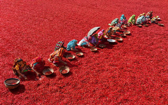 Bogura Bangladesh 27 January 2017 View of women in colorful traditional clothing sorting red chili peppers spread out on the ground under bright sunlight. Bogura Bangladesh 27 January 2017 View of women in colorful traditional clothing sorting red chili peppers spread out on the ground under bright sunlight.