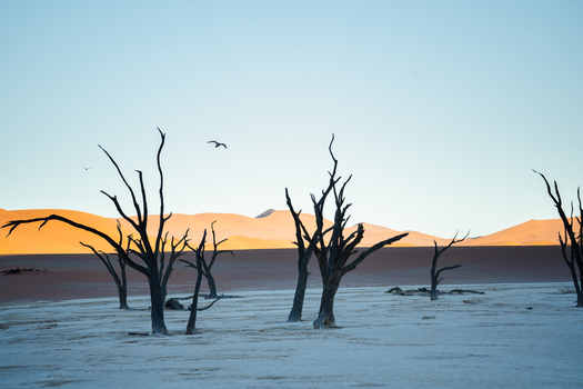 View of stark skeletal trees claw at the pastel sky above the bleached earth shadowed by the silent sun baked dunes Namibia Namibia. View of stark skeletal trees claw at the pastel sky above the bleached earth shadowed by the silent sun baked dunes Namibia Namibia.