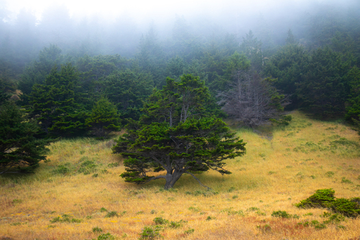 View of a lone evergreen tree on a grassy hillside with a dense pine forest shrouded in thick morning fog at the Lost Coast in Humboldt County California United States.