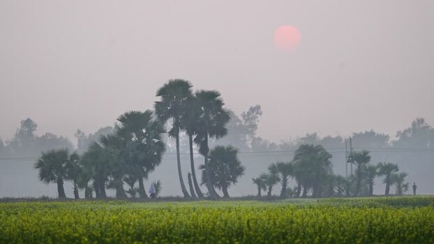 View of a hazy sunrise over a mustard field Bangladesh. View of a hazy sunrise over a mustard field Bangladesh.