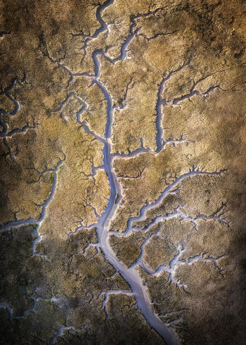 Aerial view of the intricate dendritic water channels and golden salt marsh vegetation in Portmarnock County Dublin Ireland. Aerial view of the intricate dendritic water channels and golden salt marsh vegetation in Portmarnock County Dublin Ireland.