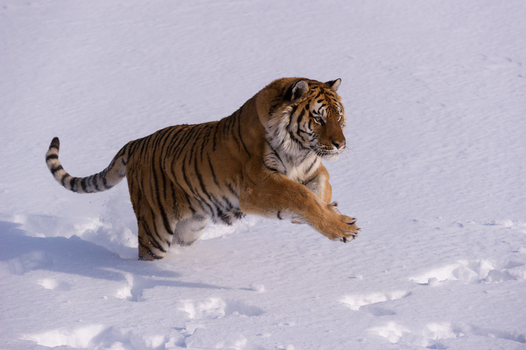 View of a Siberian tiger running through deep snow in a winter landscape USA.
