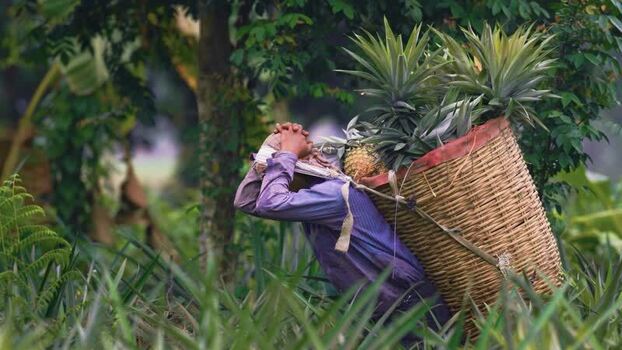 View of a worker carrying a basket of pineapples in Madhupur Bangladesh. View of a worker carrying a basket of pineapples in Madhupur Bangladesh.
