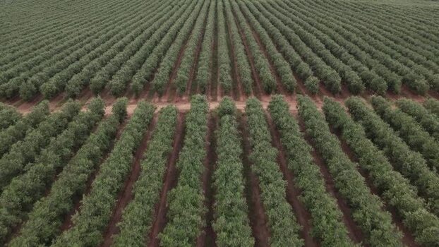 Aerial view of symmetrical rows in an olive orchard Portugal. Aerial view of symmetrical rows in an olive orchard Portugal.
