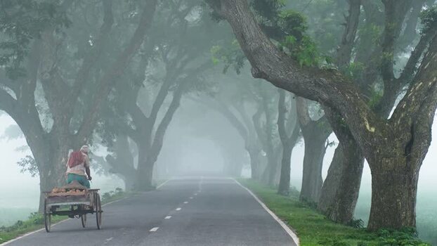 View of a man pulling a cart on a foggy tree lined road Bangladesh. View of a man pulling a cart on a foggy tree lined road Bangladesh.