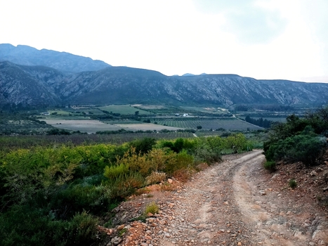 View of the Klein Karoo landscape with a rugged dirt road winding through lush vegetation towards farmlands and dramatic mountains in Robertson Western Cape South Africa. View of the Klein Karoo landscape with a rugged dirt road winding through lush vegetation towards farmlands and dramatic mountains in Robertson Western Cape South Africa.