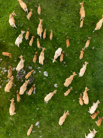 Aerial view of a herd of cows scattered across the lush green pasture their varied coats creating a mosaic of earthy tones against the vibrant grass Nasbinals Occitanie France. Aerial view of a herd of cows scattered across the lush green pasture their varied coats creating a mosaic of earthy tones against the vibrant grass Nasbinals Occitanie France.