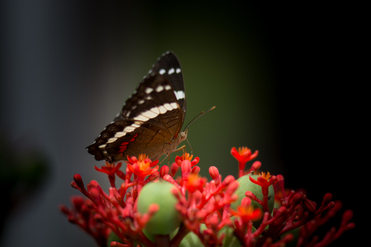 View of a butterfly resting on a vibrant red flower cluster with green buds against a dark background in Costa Rica.