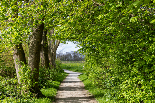 View of a peaceful walking path winding through a canopy of vibrant green trees and dense spring foliage Schokland Flevoland Netherlands.