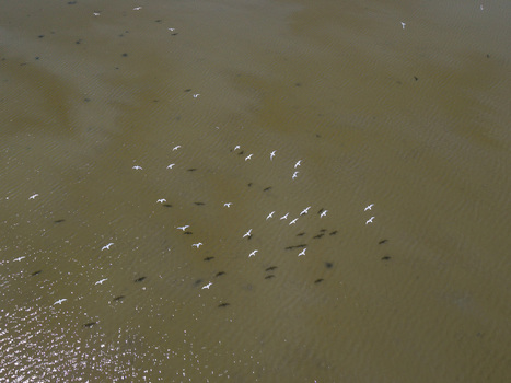 Aerial view of a flock of white birds flying over the murky waters of Karavasta Lagoon with sunlight reflecting on the surface in Divjake Fier County Albania.