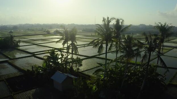 Aerial view of flooded rice paddies and palm trees at sunrise Indonesia. Aerial view of flooded rice paddies and palm trees at sunrise Indonesia.