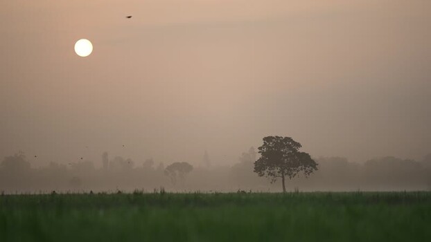 View of a solitary tree in a misty field at sunrise Bangladesh.