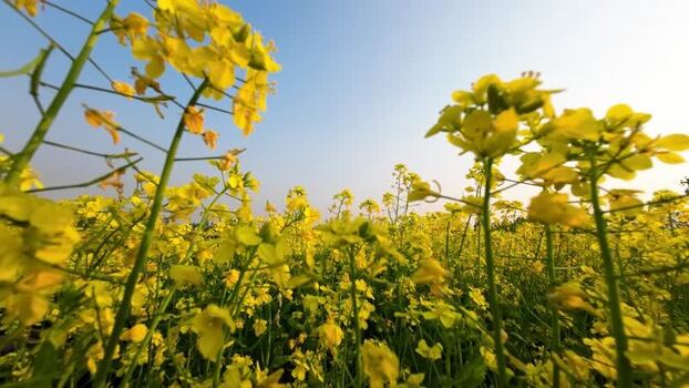 View of yellow mustard flowers in a field Bangladesh.