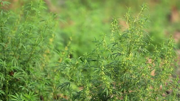 View of cannabis plants growing in a field Nepal.