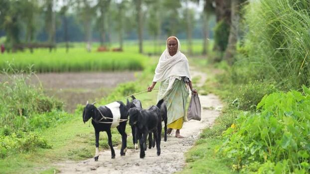 View of a woman leading goats along a rural path Bangladesh.