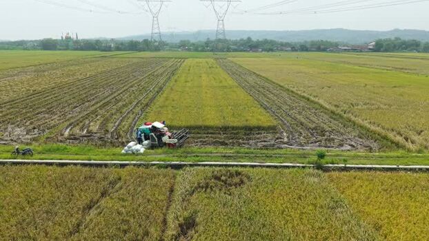 Aerial view of rice harvesting in Kendal Indonesia.