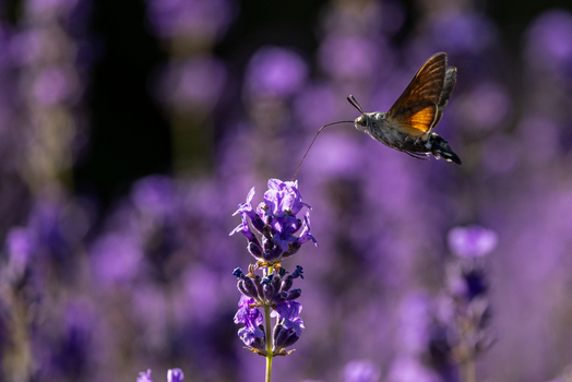 View of a hummingbird hawk moth hovering and feeding on purple lavender flowers in a sunny field Wittenheim Grand Est France.