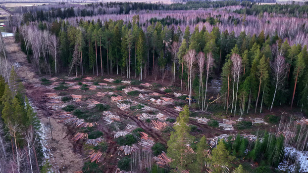 Aerial view of a forest clearing with stacks of freshly cut timber and logging debris surrounded by dense evergreen and deciduous trees in Latvia. Aerial view of a forest clearing with stacks of freshly cut timber and logging debris surrounded by dense evergreen and deciduous trees in Latvia.