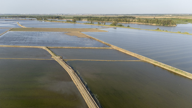 Aerial view of the flooded rice paddies at Isla Minima with dirt paths and green trees under a clear sky in Coria del Rio Andalusia Spain. Aerial view of the flooded rice paddies at Isla Minima with dirt paths and green trees under a clear sky in Coria del Rio Andalusia Spain.