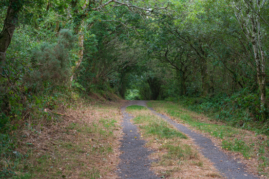 View of a narrow path winding through a dense canopy of lush green trees and foliage in the countryside in Bodmin Cornwall United Kingdom. View of a narrow path winding through a dense canopy of lush green trees and foliage in the countryside in Bodmin Cornwall United Kingdom.