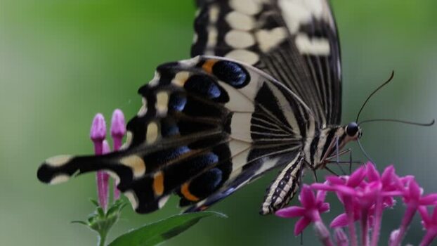 View of a swallowtail butterfly on pink flowers France.