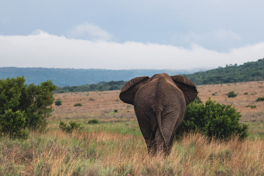 View of an African elephant walking through the savanna with rolling hills and a cloudy sky in Welgevonden Game Reserve Waterberg District Municipality Limpopo South Africa.
