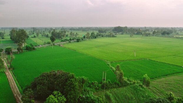 Aerial view of green agricultural fields in rural Patna India.