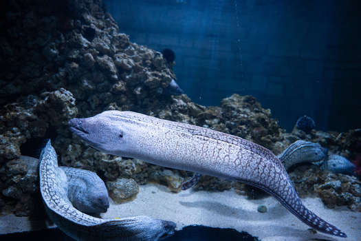 View of mottled moray eels gracefully gliding through the blue waters near rocky formations creating a mesmerizing underwater scene Pula Istria County Croatia.