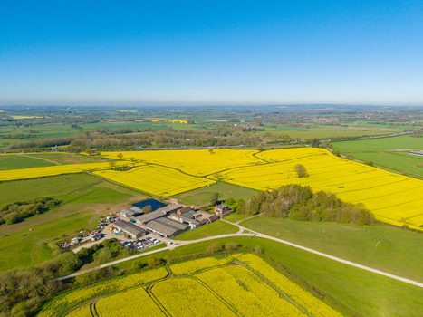 Aerial view of a rural farmstead surrounded by vibrant yellow rapeseed fields under a clear blue sky in Stone England United Kingdom. Aerial view of a rural farmstead surrounded by vibrant yellow rapeseed fields under a clear blue sky in Stone England United Kingdom.