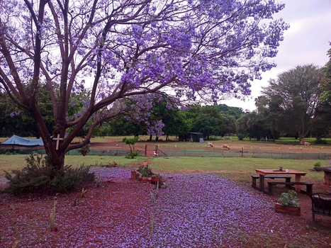 View of a blooming Jacaranda tree with purple flowers and petals on the ground featuring a wooden cross and picnic table in a rural setting in Hartbeespoort North West South Africa. View of a blooming Jacaranda tree with purple flowers and petals on the ground featuring a wooden cross and picnic table in a rural setting in Hartbeespoort North West South Africa.